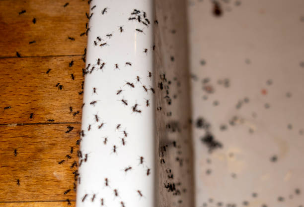 Best Exterminator Services  in Goddard, KS