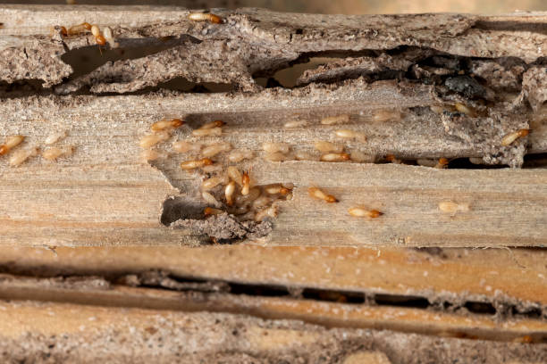 Best Best Pest Control Companies  in Goddard, KS